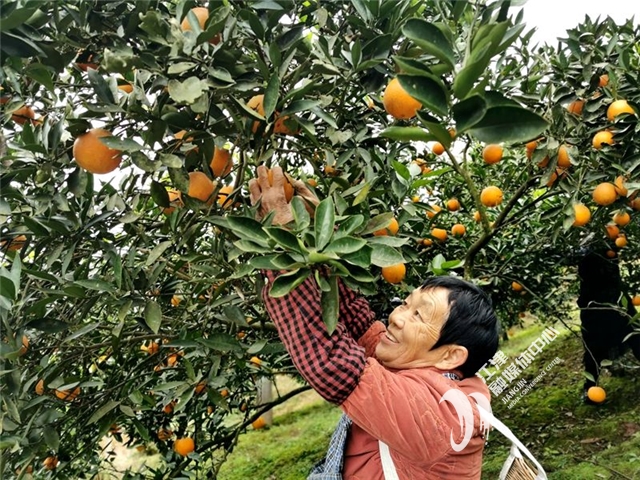 采摘柑橘