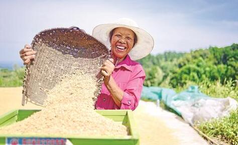  西湖鎮關勝村稻谷豐收 好大米賣出好價錢群眾笑開顏