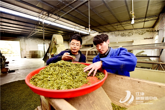  農技人員指導春茶生產