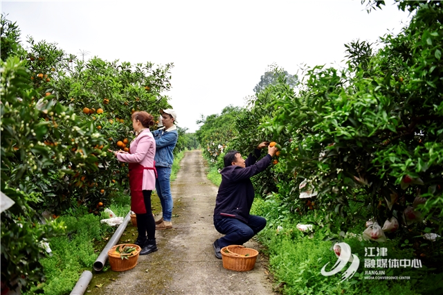  江津7.6萬畝晚熟柑橘引客來   “橙”熟產業讓農戶嘗“甜頭”