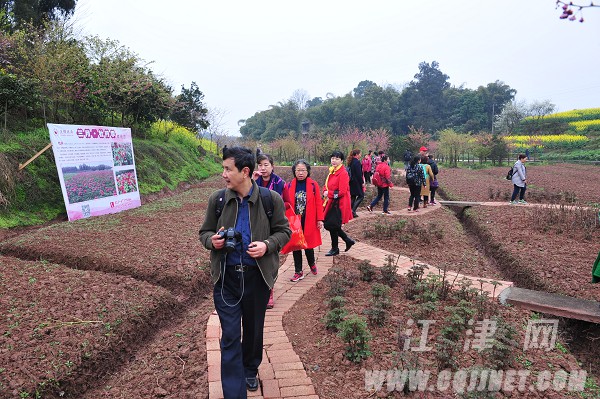 "今日,又是一个晴朗的天气,位于江津区石门镇的"美樱花海"园区外又停