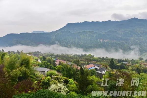 今天,十二花神飞落杜市太公山!太美了! -镇街频道 -江津网