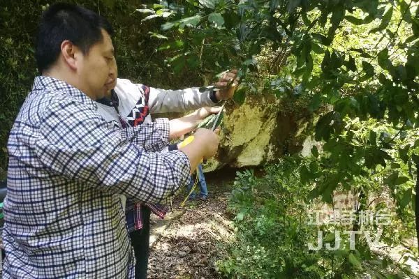 国内首棵！四面山惊现稀有物种！