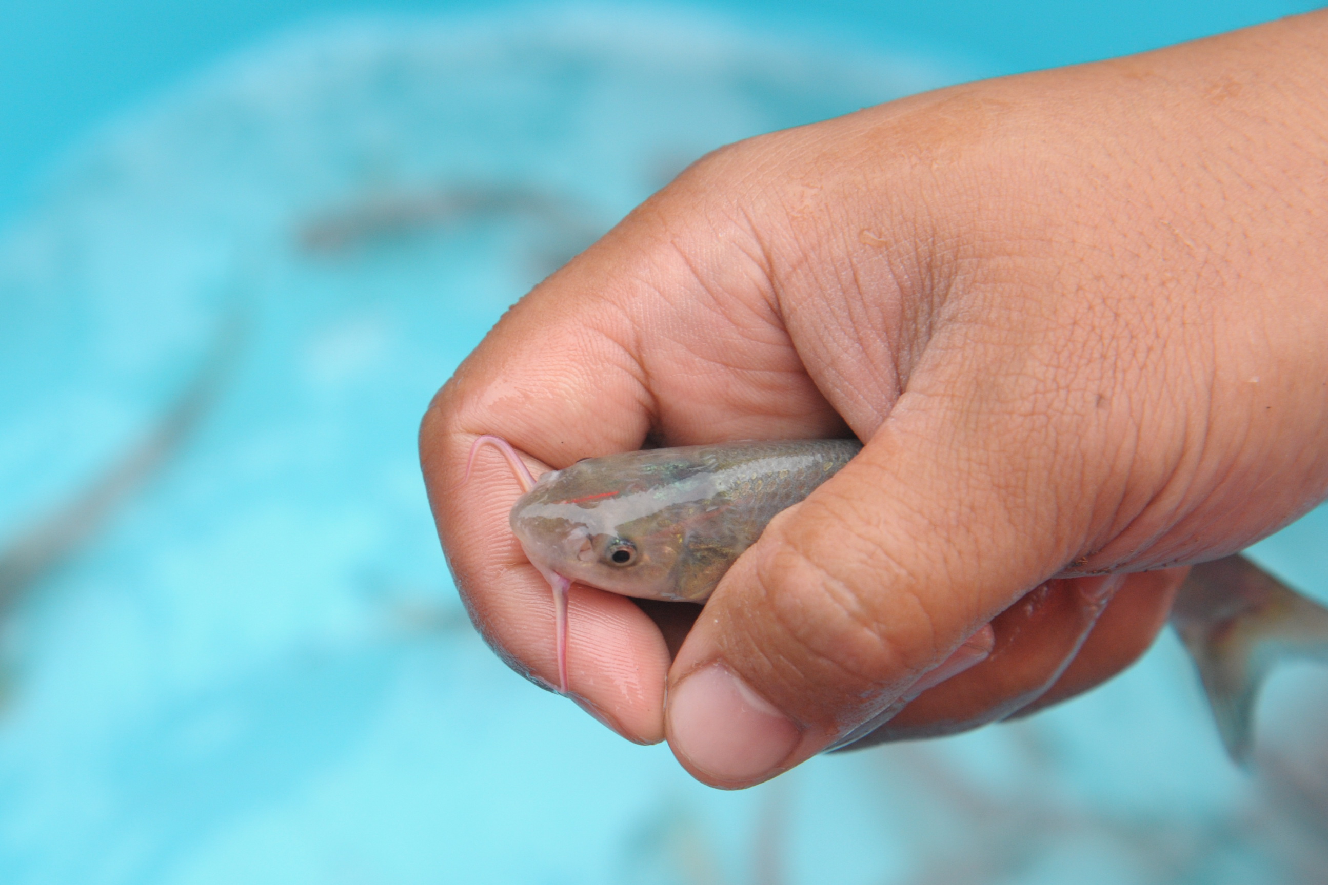 剛剛10萬尾圓口銅魚從江津遊入長江