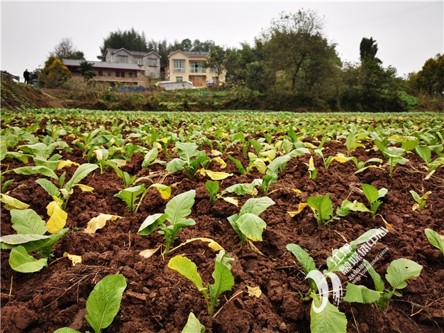 榨菜移栽方法和留种注意事项