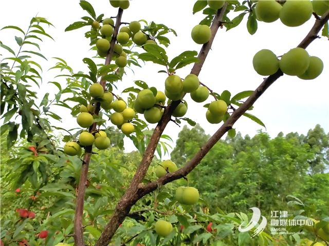李子树400余亩,包括蜂糖李,青奈李,巫山脆李等品种,预计丰产时亩产