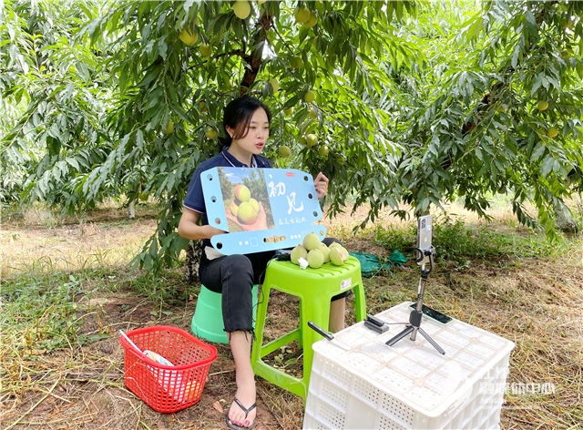 园位于该镇吴市社区,是一家集观光,采摘,休闲于一体的桃子采摘基地
